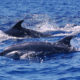 Sanctuaire de baleines et dauphins, à bord d’un zodiac, plongée dans le Grand Bleu pour observer les mammifères