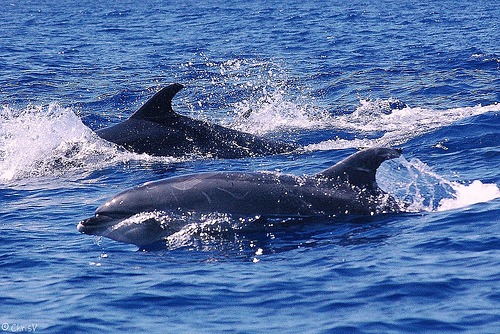 Sanctuaire de baleines et dauphins, à bord d’un zodiac, plongée dans le Grand Bleu pour observer les mammifères