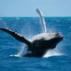 Les Açores, l’un des plus grands sanctuaires de baleines au monde, 24 différents genres de cétacés.