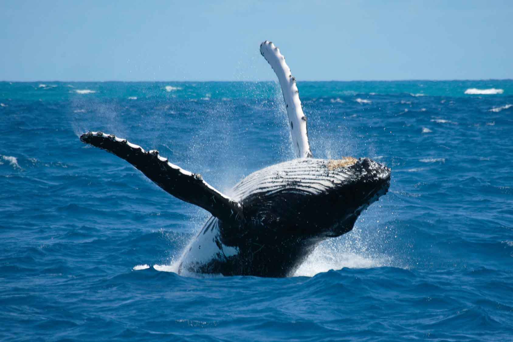 Les Açores, l’un des plus grands sanctuaires de baleines au monde, 24 différents genres de cétacés.