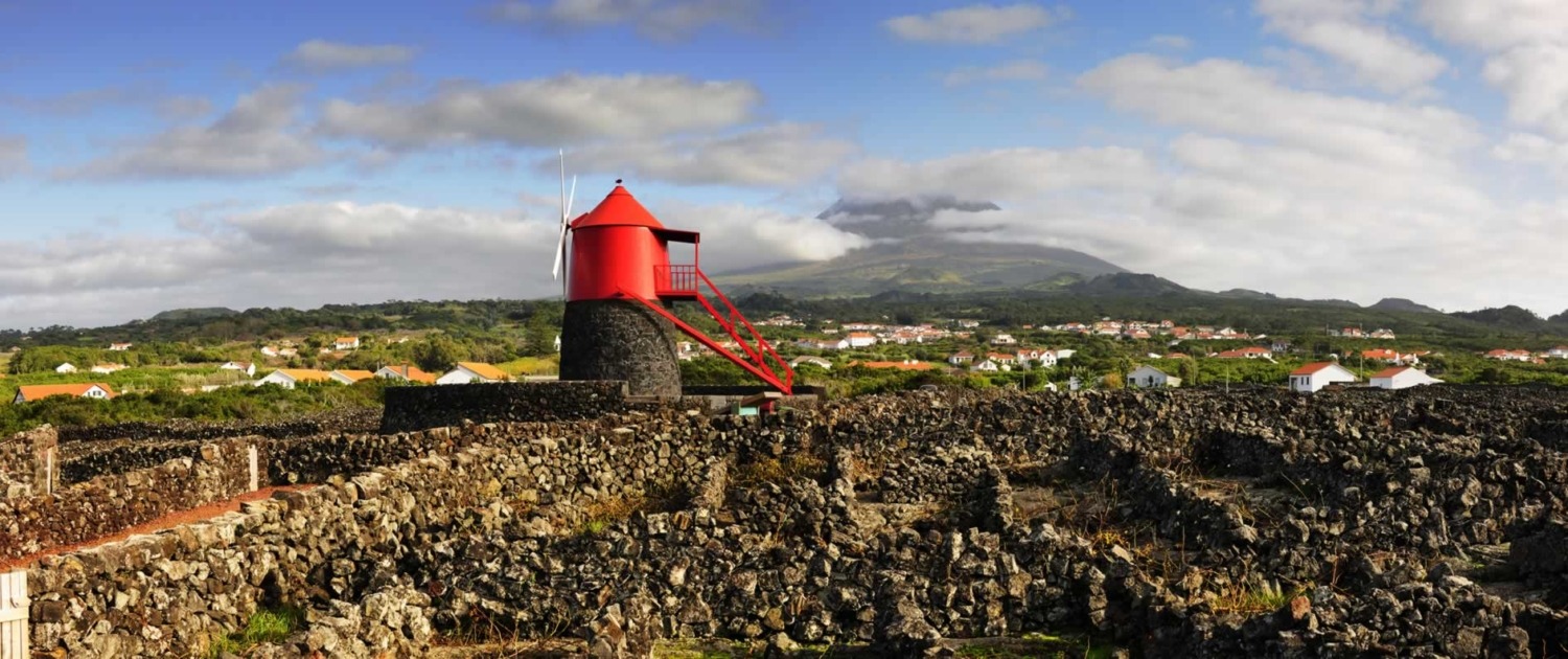 Vignobles plantés dans une terre de lave, encadrés par des murs de pierres sèches appelés « currais », île de Pico