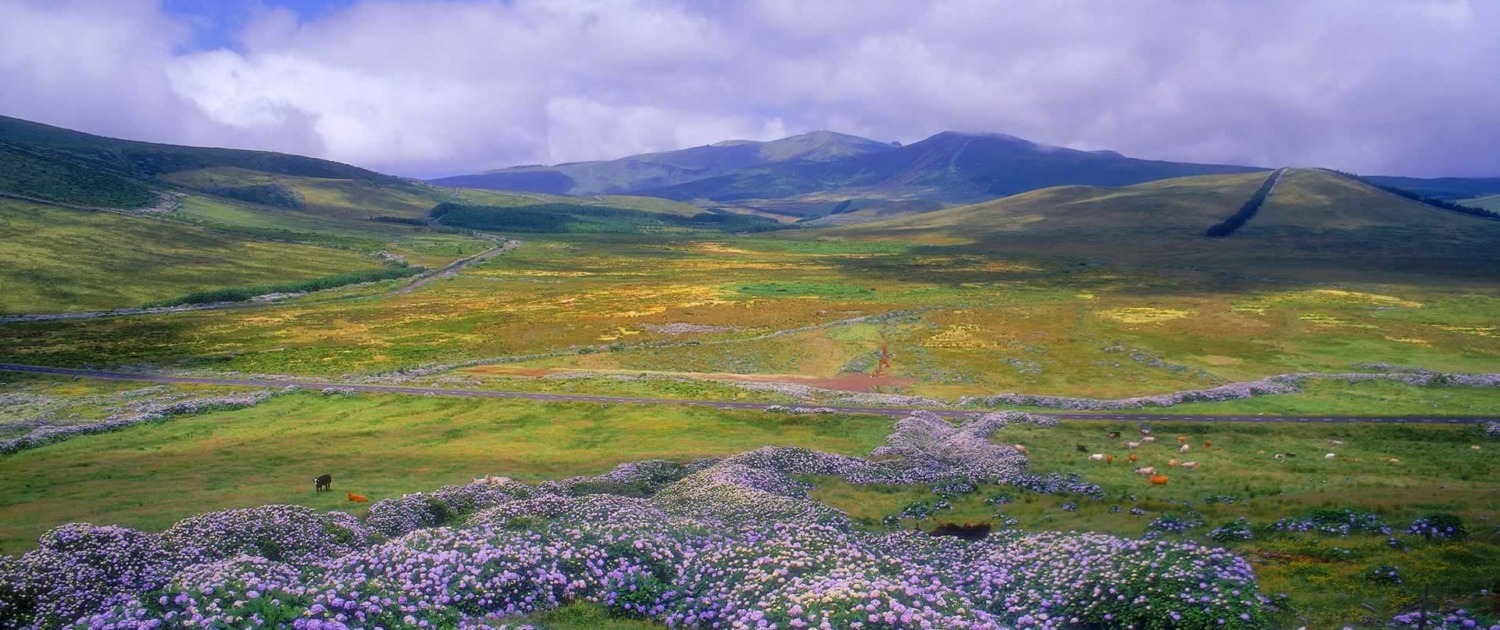 Surnommée l’île rose pour ses azalées et hortensias, Flores possède une des végétations les plus extraordinaires de l’archipel des Açores