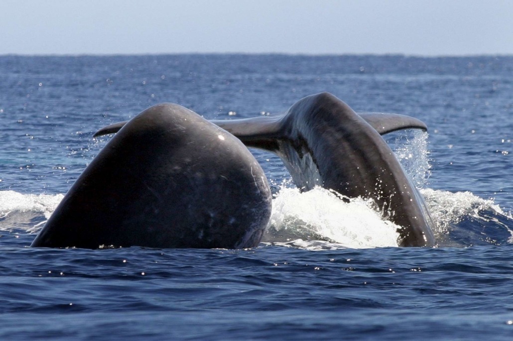 Observer les baleines à bord d’un zodiac depuis l'île de Pico