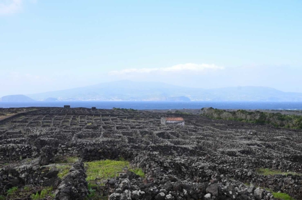 Vignoble de Pico cultivé sur un sol de lave noire et classé Patrimoine mondial de l'Unesco