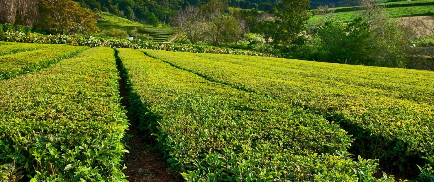 Fameuses plantations de thé, fabriques de Gorreana et Porto Formoso, île de São Miguel