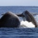Excursion d’une demi-journée à bord d’un zodiac pour observer les baleines à Pico