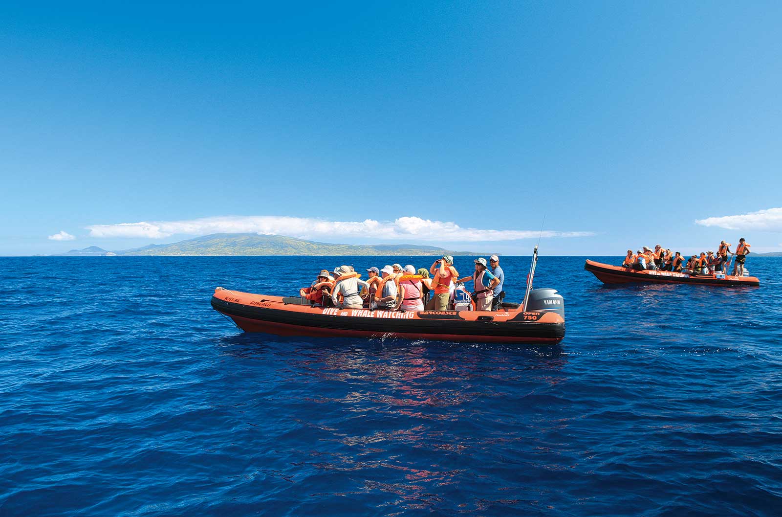 Sortie en mer Espaça Talassa à Pico, 27 espèces de mammifères marins recensées aux Açores